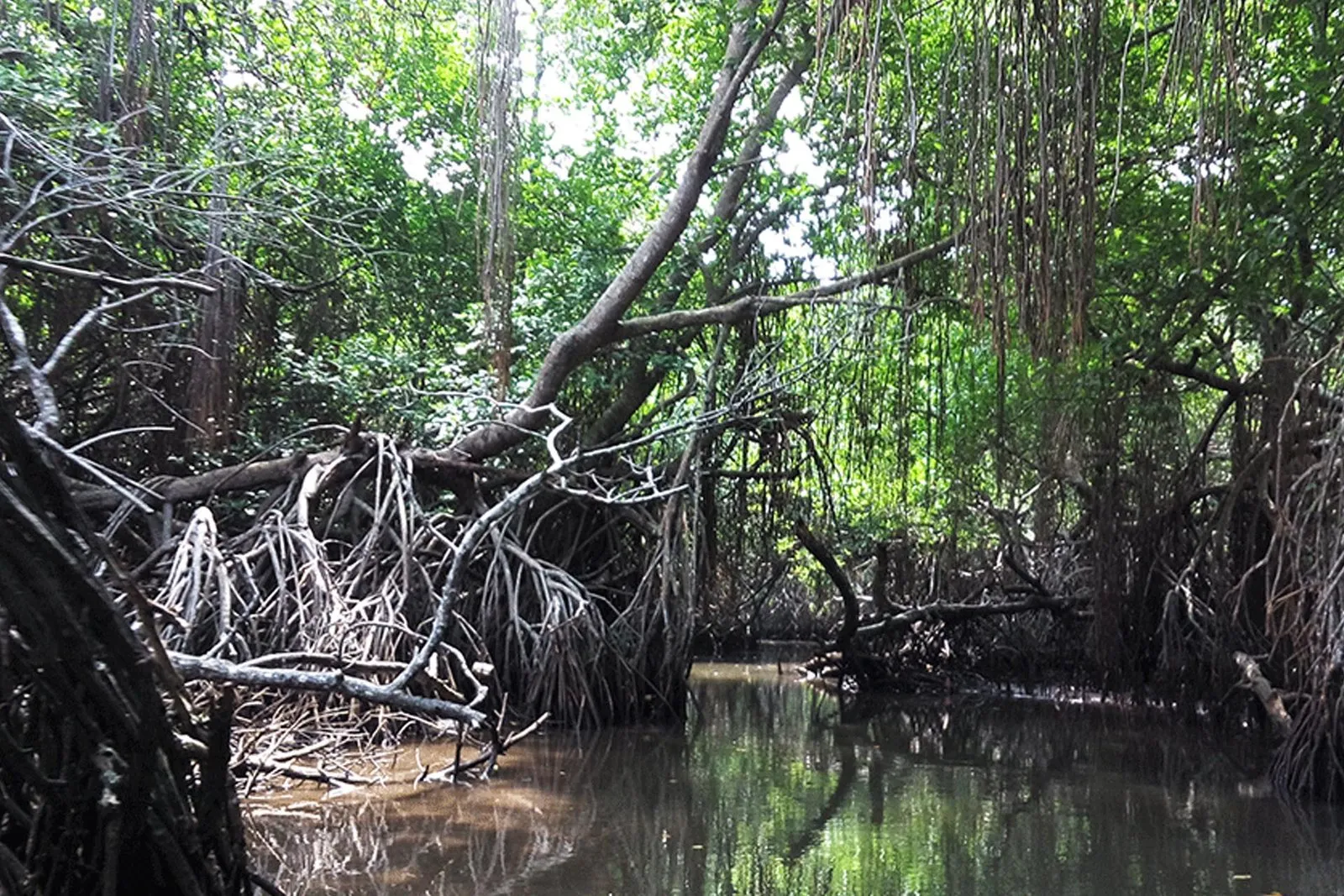 Bentota River Safari