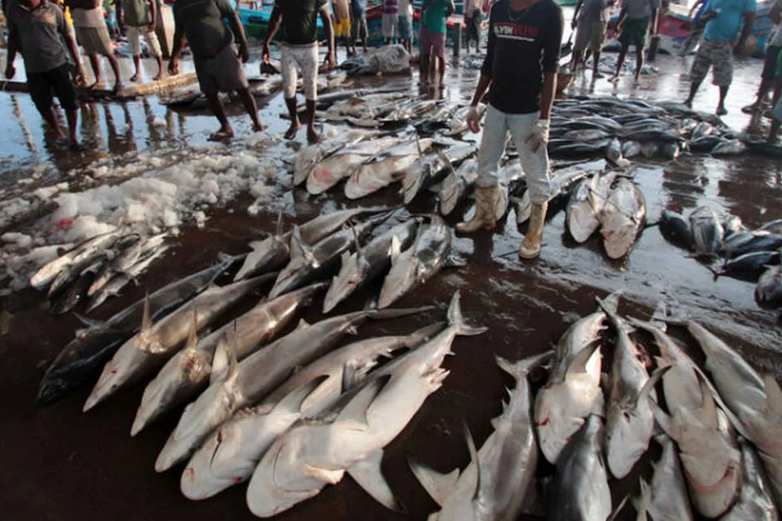 Negombo Fish Market