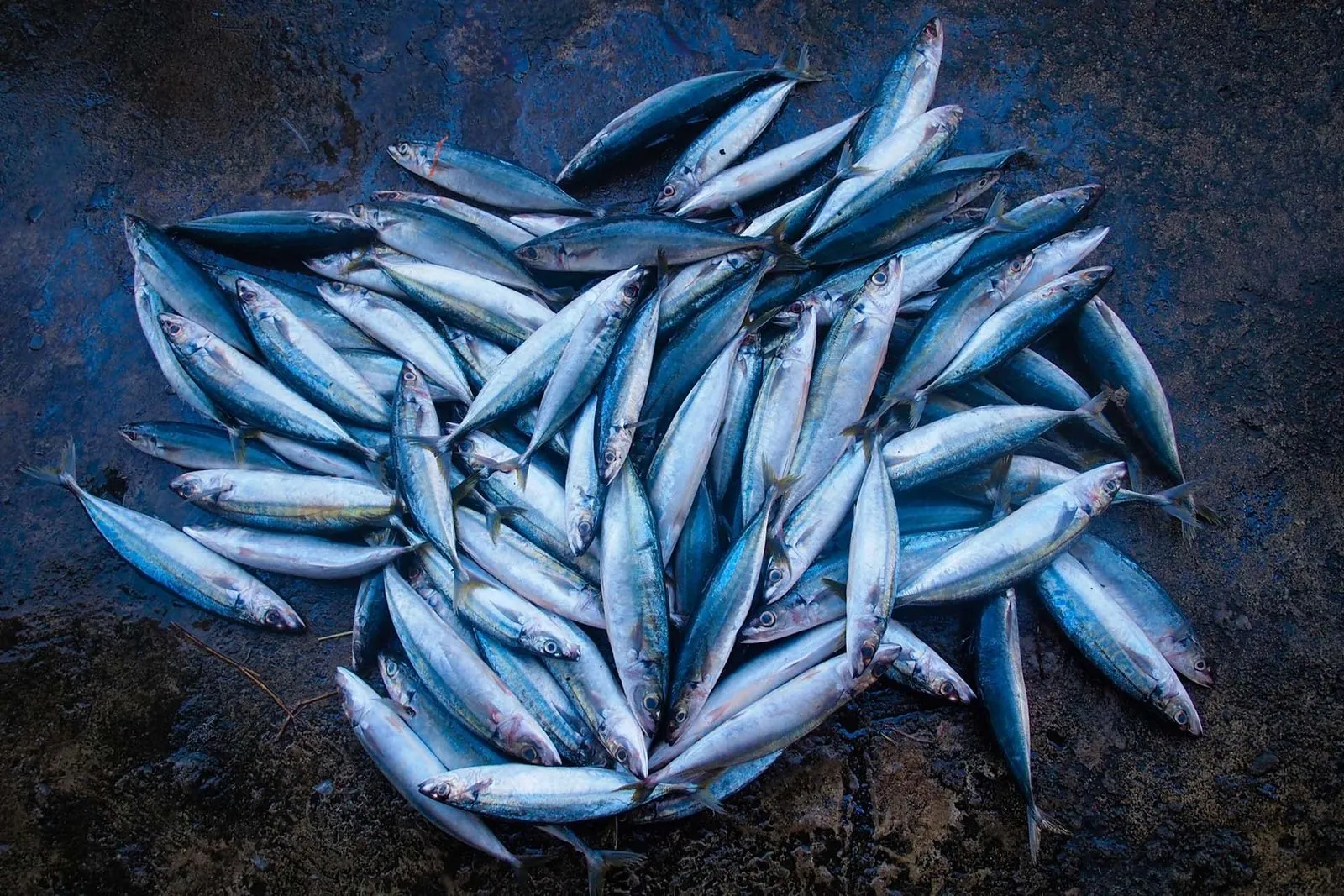 Beruwala Fish Market