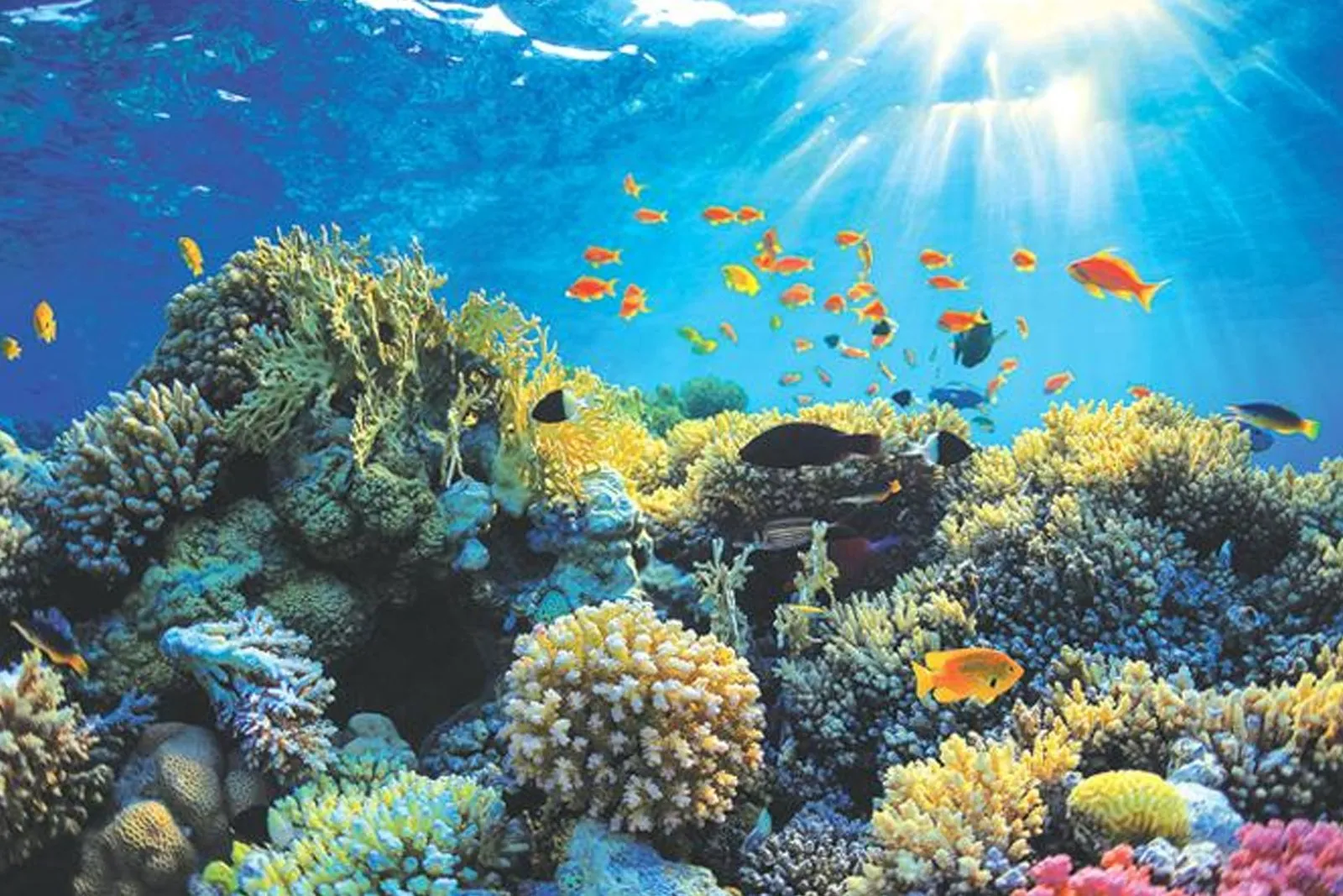 Hikkaduwa Coral Reef