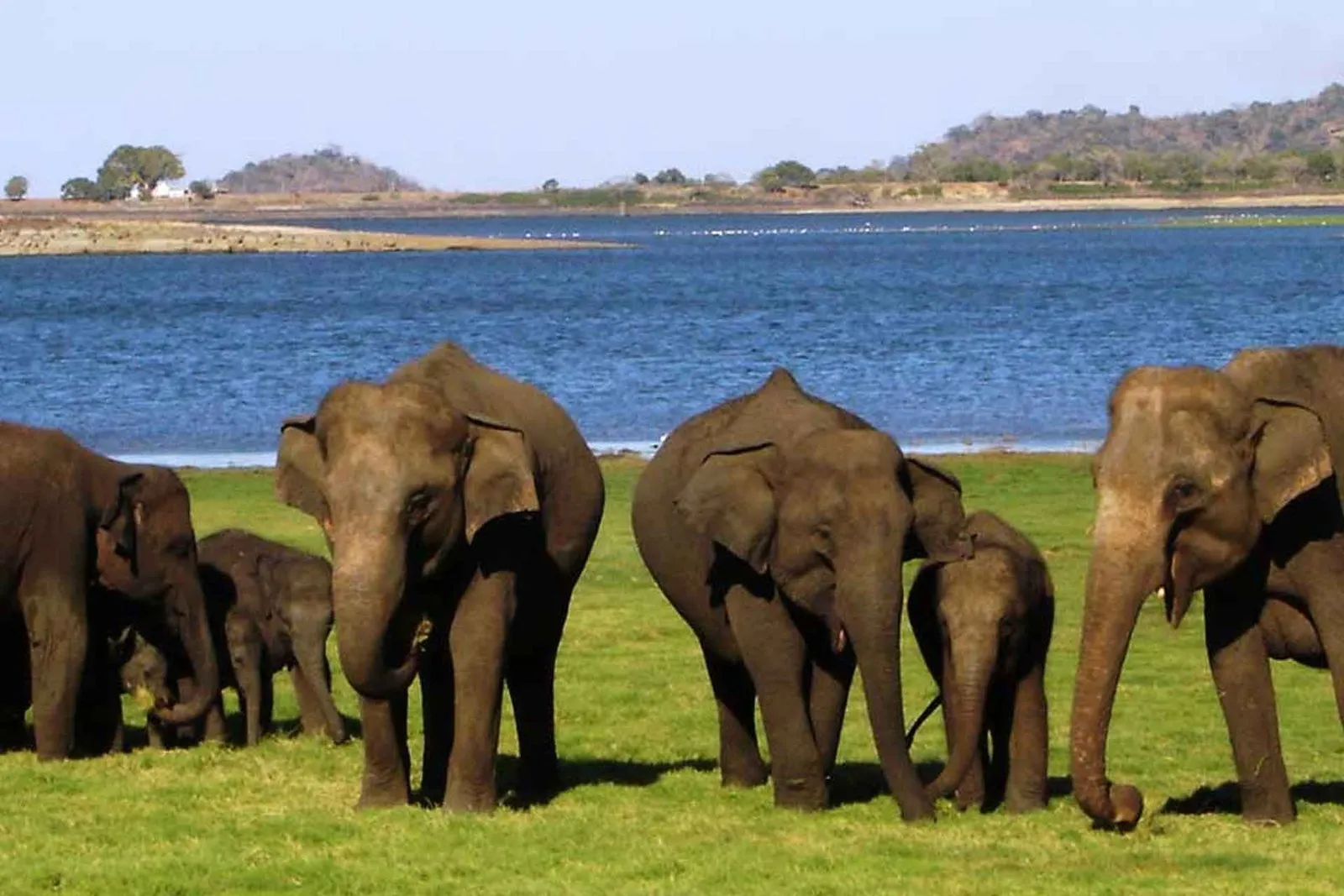 Minneriya National Park