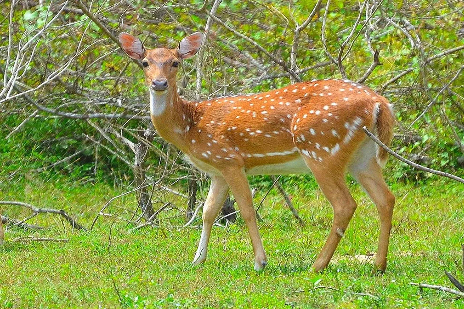 Call of the Wild Sri Lanka