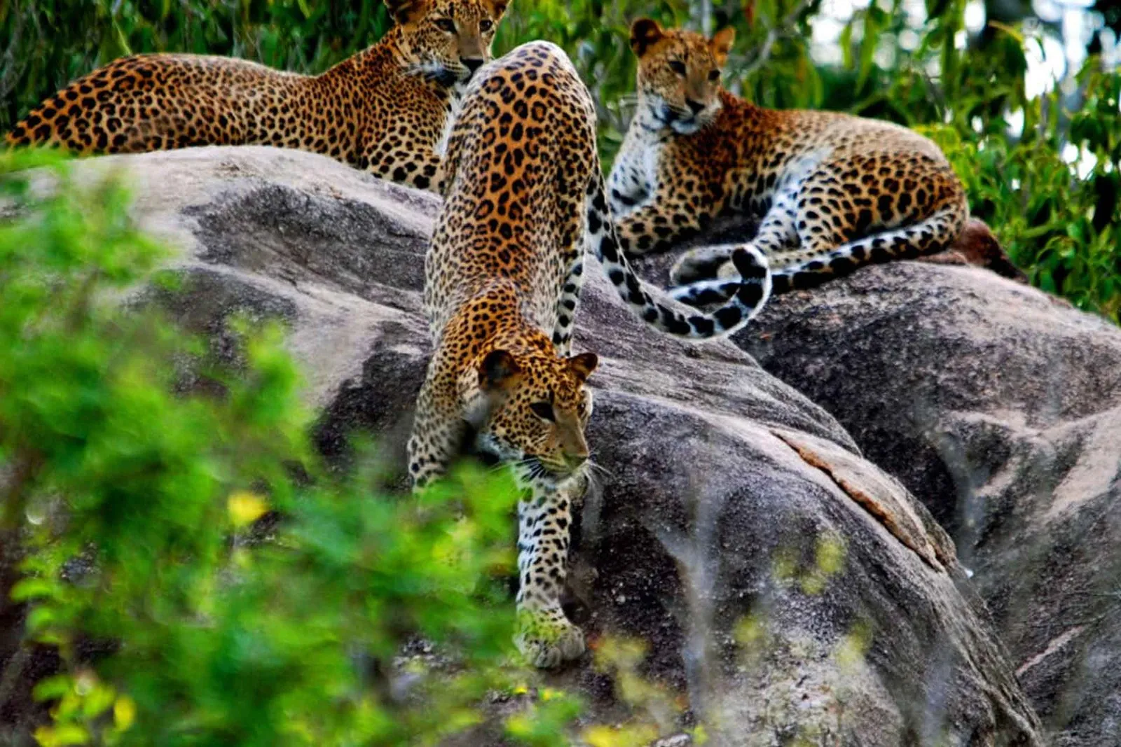Wilpattu National Park