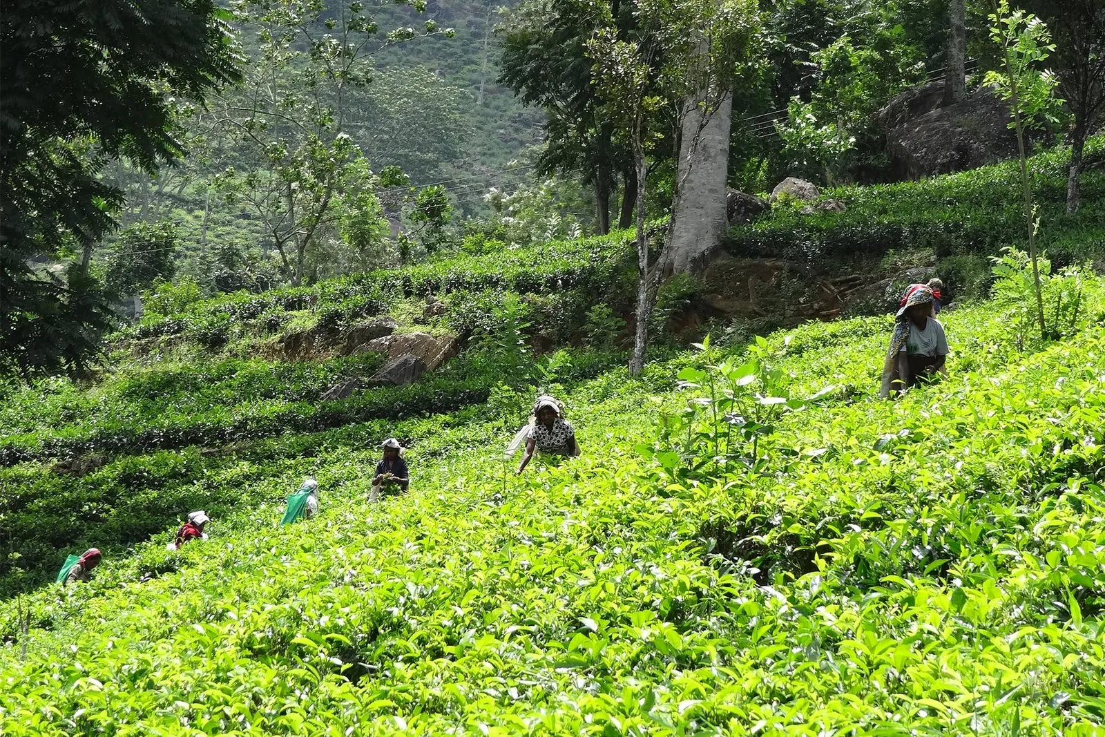 Tea Factory & Tea Plantation