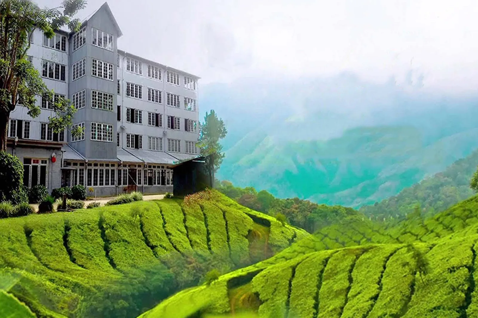 Tea Museum