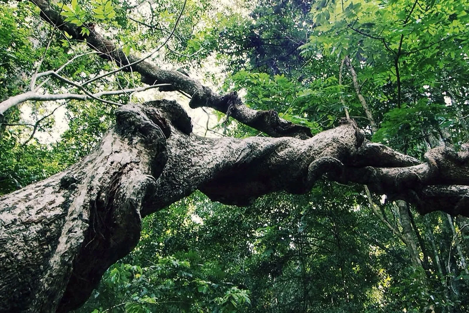 Udawatta Kele Sanctuary (Udawattakele Forest Reserve)