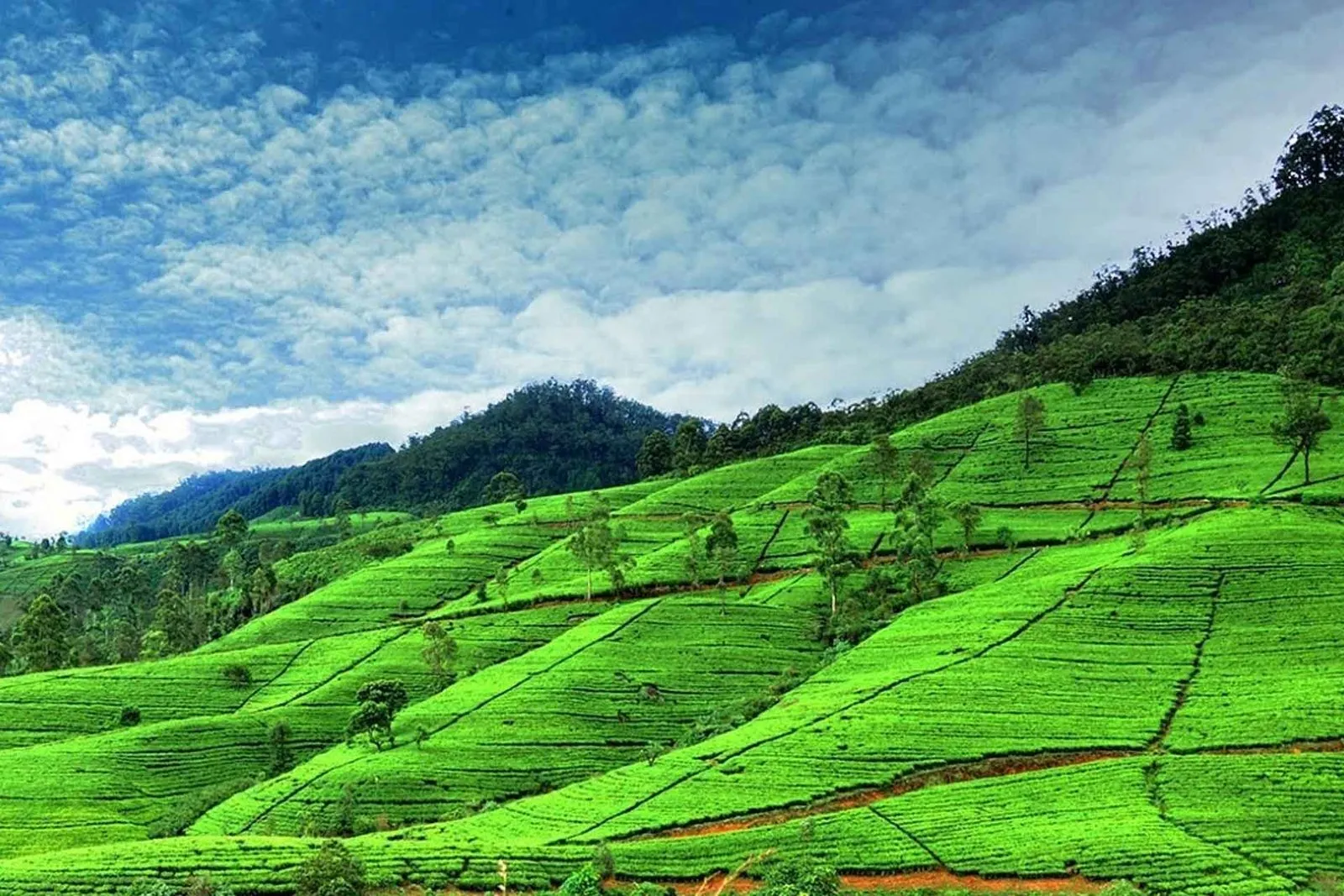Kandy Esala Perahera — Sri Lankan landscape