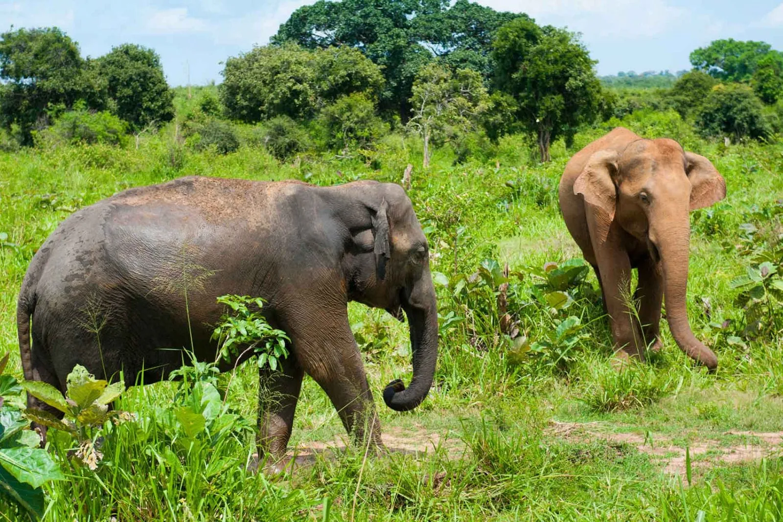 Udawalawe National Park