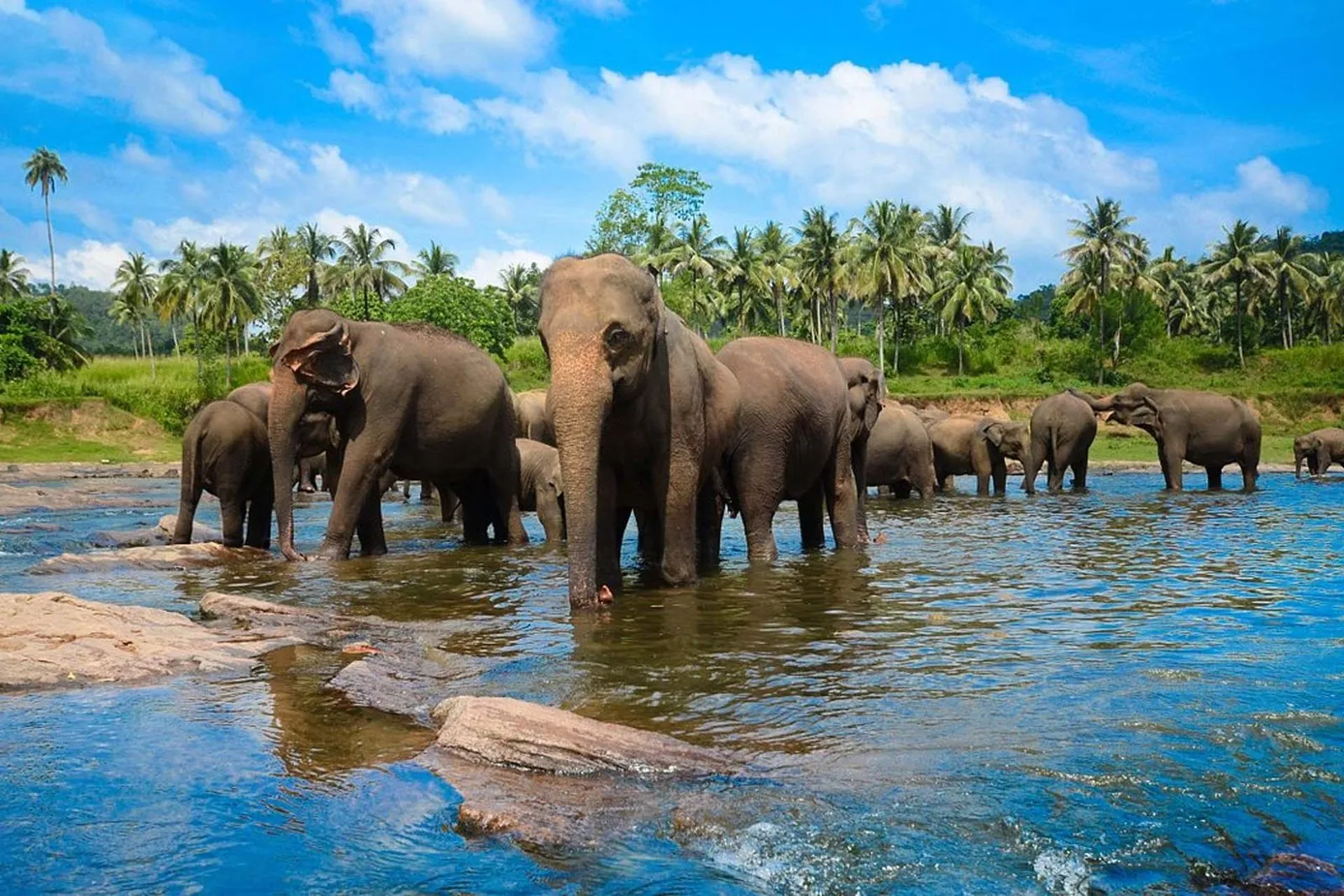 Pinnawala Elephant Orphanage