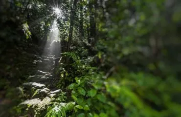 Sinharaja Rain Forest