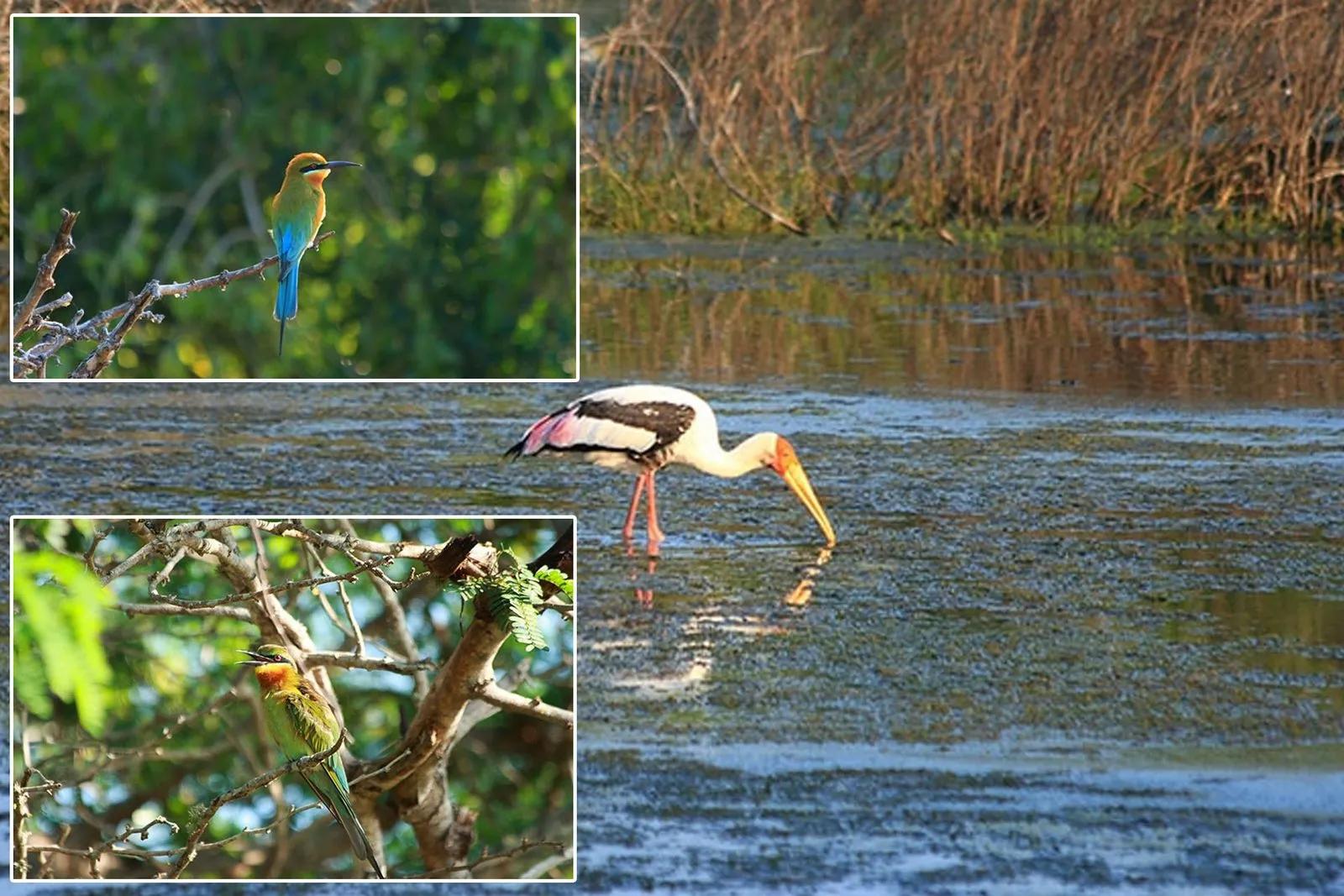 Bundala National Park