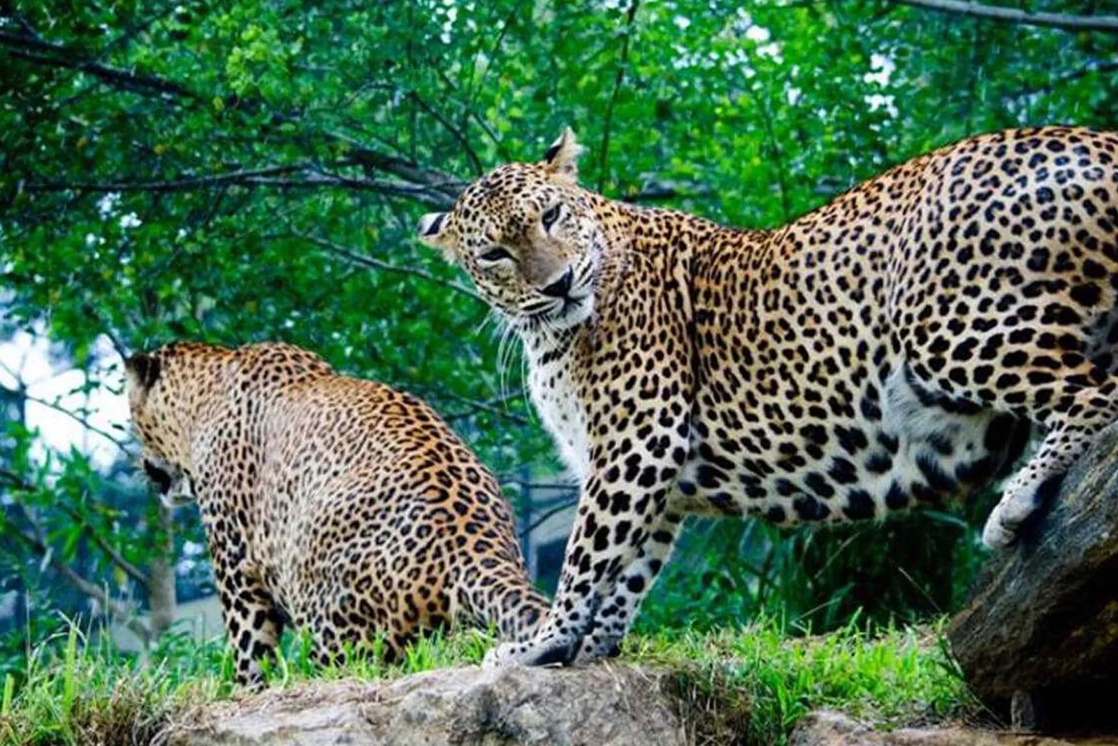 Pinnawala Zoo