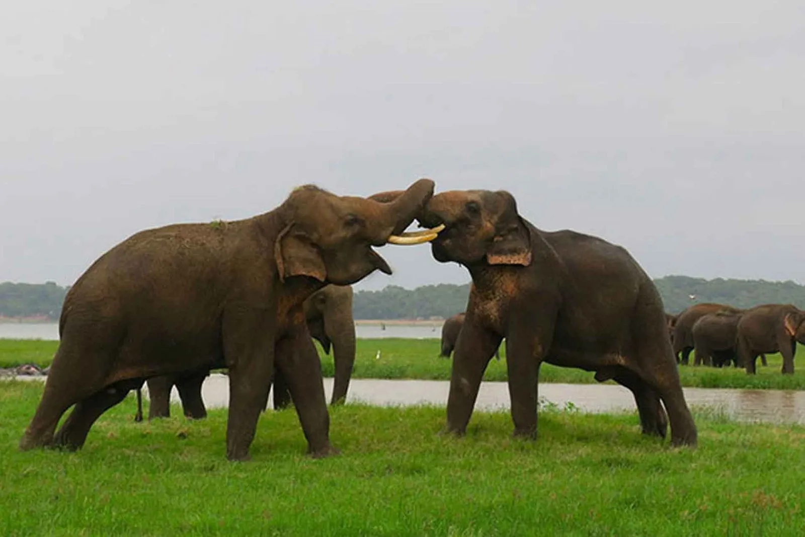 Wild Sri Lanka