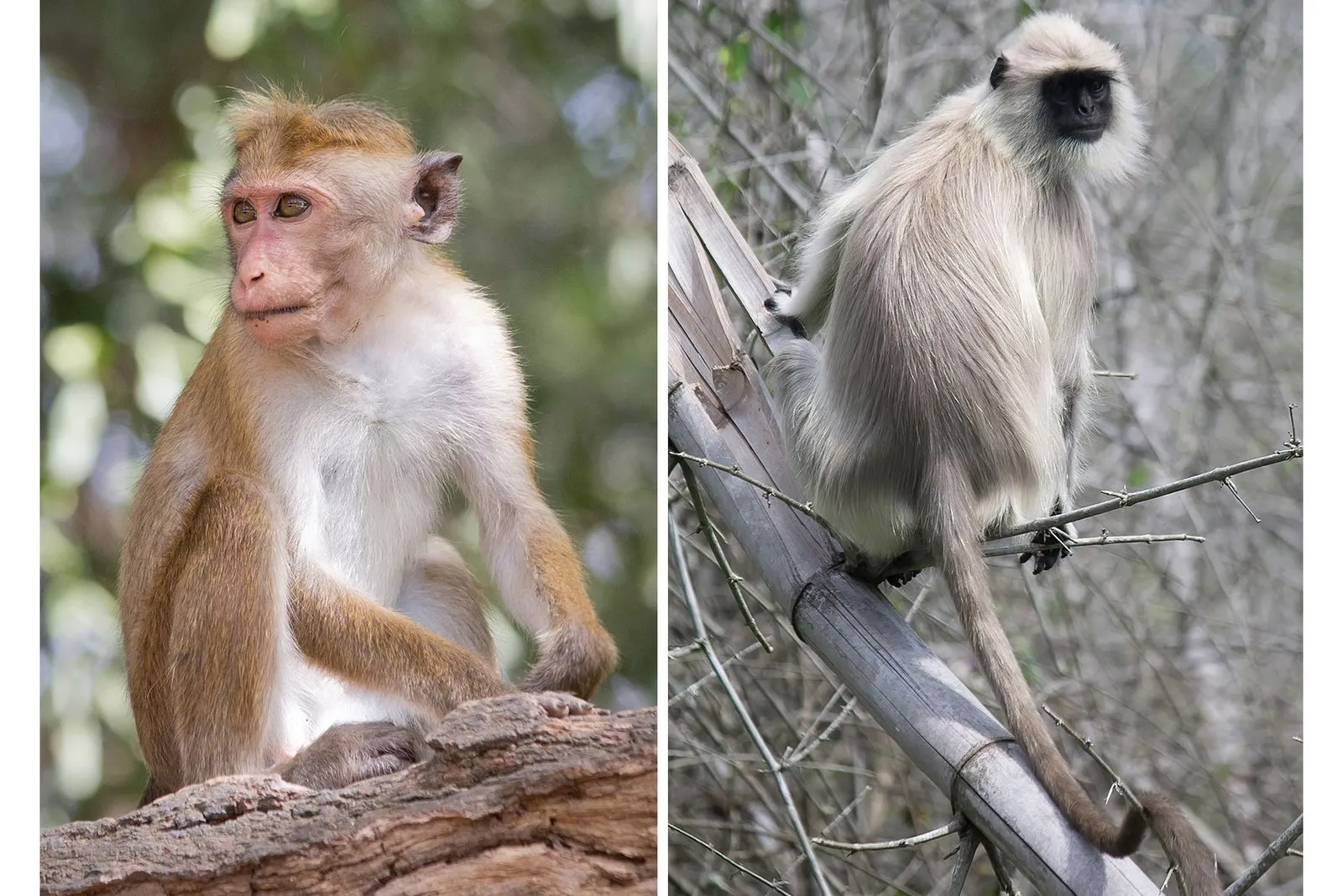 Toques Macaque & Grey Langurs