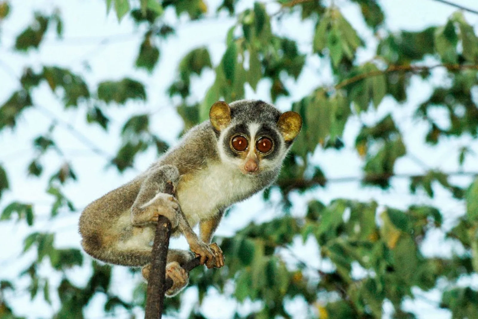 Pops Arbetorum & Grey Loris Night Tour