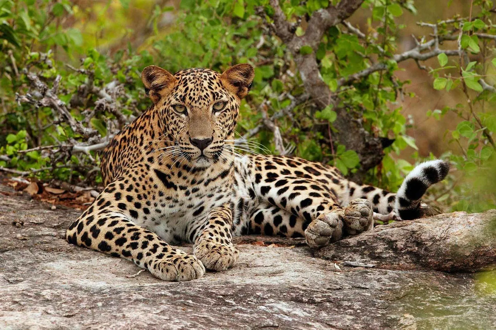 Yala National Park