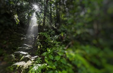 sinharaja rain forest | best tours operator sri lanka