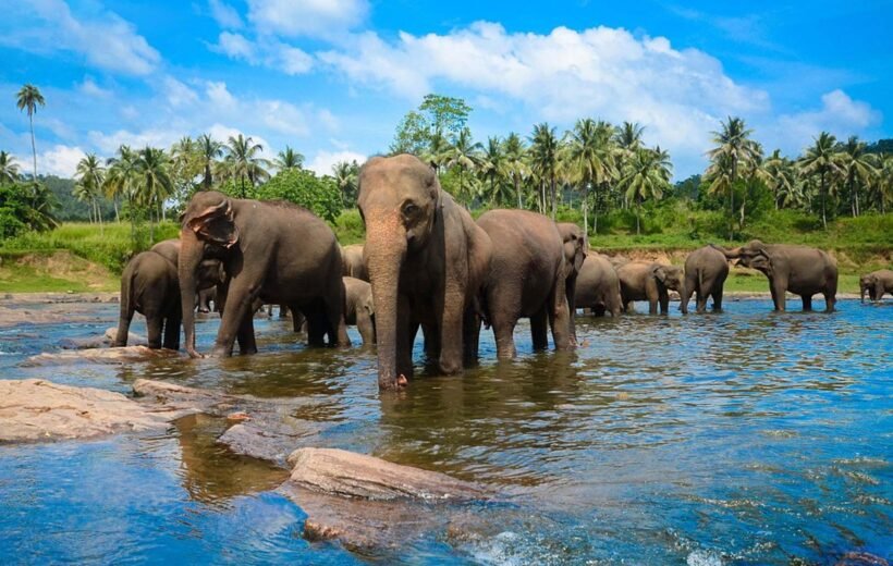 pinnawala elephant orphanage sri lanka