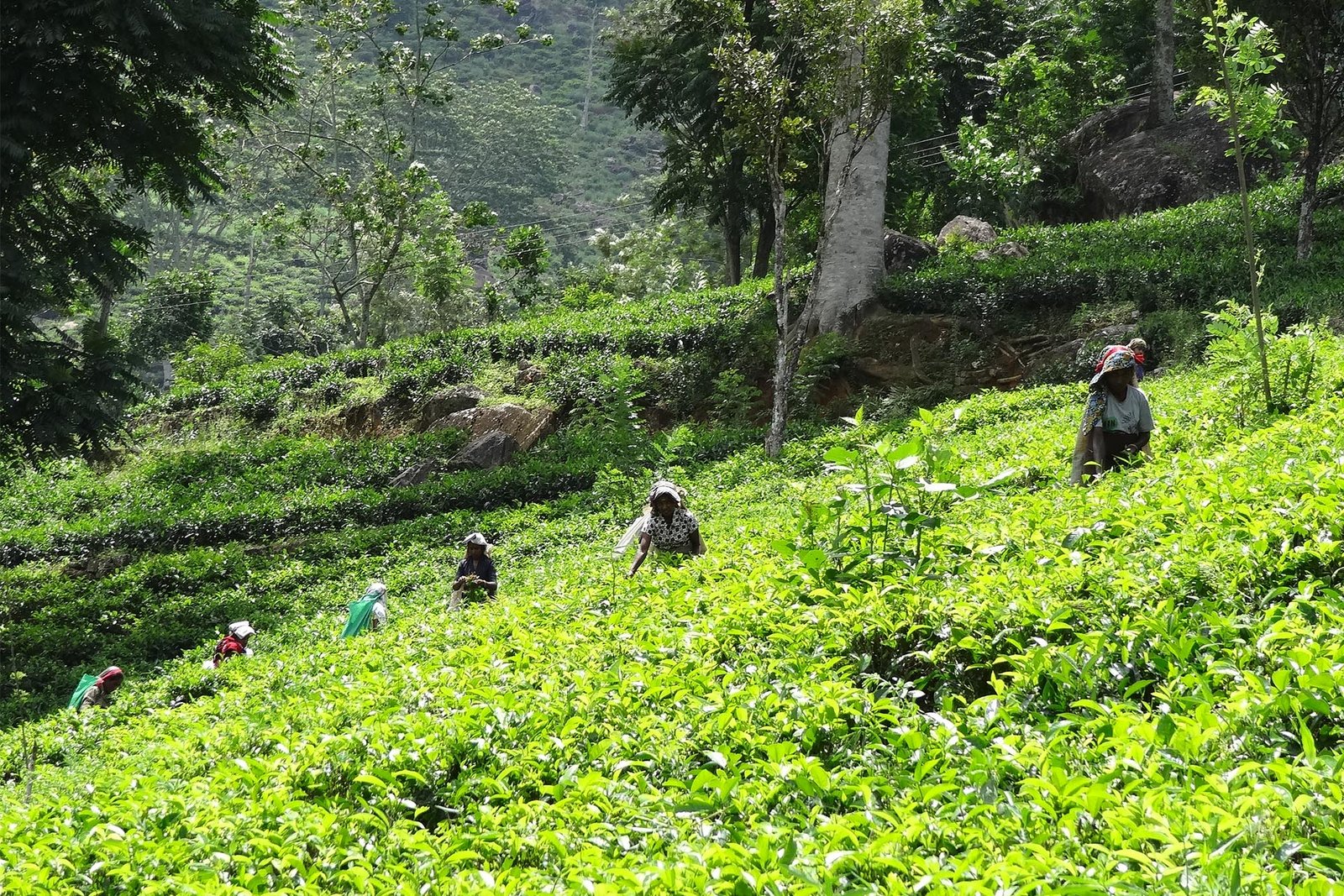 tea factory & tea plantation